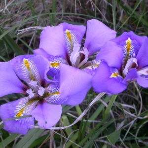 Photographie n°50981 du taxon Iris unguicularis Poir. [1789]