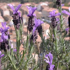 Photographie n°50982 du taxon Lavandula stoechas L. [1753]