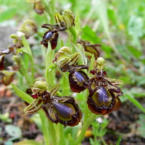 Photographie n°50984 du taxon Ophrys speculum Link [1799]