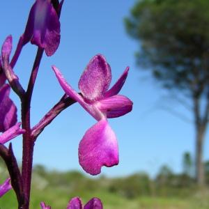 Photographie n°50988 du taxon Orchis laxiflora Lam. [1779]