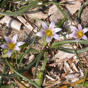 Photographie n°50991 du taxon Romulea columnae subsp. columnae