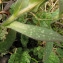  Catherine MAHYEUX - Pulmonaria longifolia (Bastard) Boreau [1857]