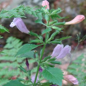 Photographie n°51005 du taxon Calamintha grandiflora (L.) Moench [1794]