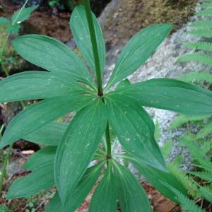 Photographie n°51008 du taxon Lilium martagon L. [1753]