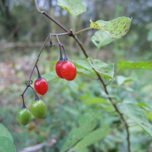 Photographie n°51010 du taxon Solanum dulcamara L. [1753]