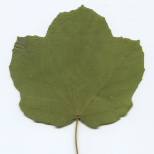 Photographie n°51011 du taxon Acer opalus Mill. [1768]