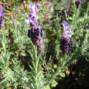 Photographie n°51015 du taxon Lavandula stoechas L. [1753]