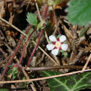 Potentilla sterilis var. micrantha (Ramond ex DC.) Fiori (Potentille à petites fleurs)