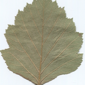 Photographie n°51025 du taxon Sorbus latifolia (Lam.) Pers. [1806]