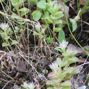 Photographie n°51060 du taxon Sedum stellatum L. [1753]