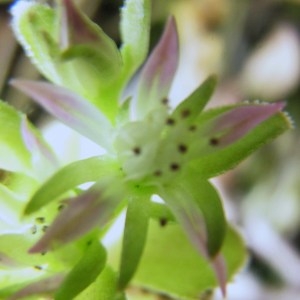 Photographie n°51061 du taxon Sedum stellatum L. [1753]