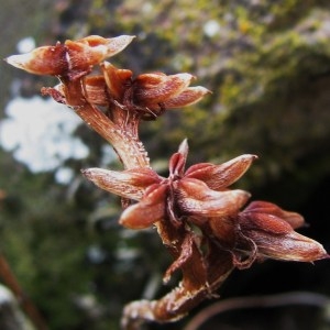 Photographie n°51062 du taxon Sedum stellatum L. [1753]