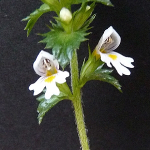 Photographie n°51064 du taxon Euphrasia nemorosa (Pers.) Wallr. [1815]