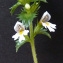  Bertrand BUI - Euphrasia nemorosa (Pers.) Wallr. [1815]