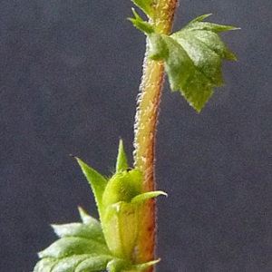 Photographie n°51065 du taxon Euphrasia nemorosa (Pers.) Wallr. [1815]