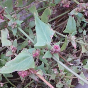 Photographie n°51146 du taxon Chenopodium chenopodioides (L.) Aellen [1933]