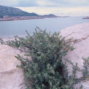 Photographie n°51148 du taxon Polygonum maritimum L. [1753]