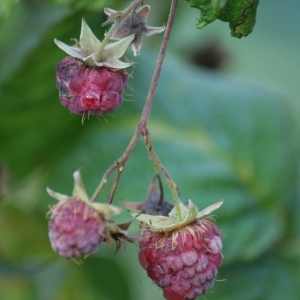 Photographie n°51161 du taxon Rubus idaeus L. [1753]