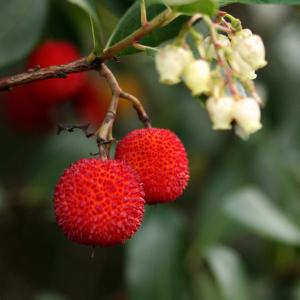 Photographie n°51164 du taxon Arbutus unedo L. [1753]