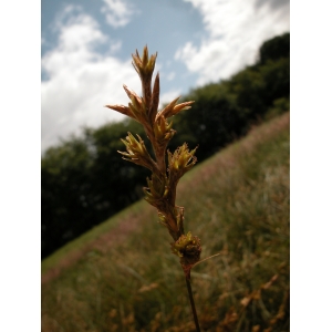 Carex reichenbachii Bonnet (Laiche de Reichenbach)