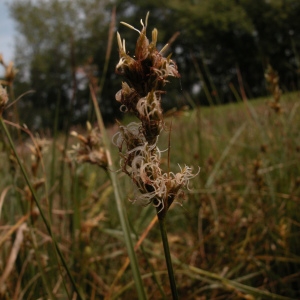 Photographie n°51188 du taxon Carex pseudobrizoides Clavaud [1876]