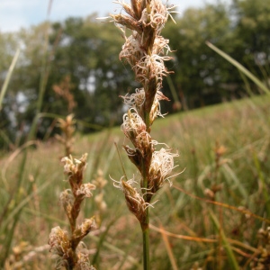 Photographie n°51190 du taxon Carex pseudobrizoides Clavaud [1876]