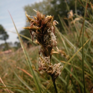 Photographie n°51197 du taxon Carex pseudobrizoides Clavaud [1876]