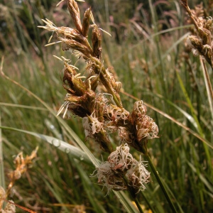 Photographie n°51200 du taxon Carex pseudobrizoides Clavaud [1876]