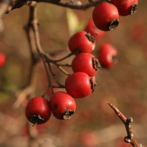 Photographie n°51224 du taxon Crataegus monogyna Jacq. [1775]