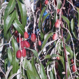 Photographie n°51227 du taxon Elaeagnus angustifolia L. [1753]