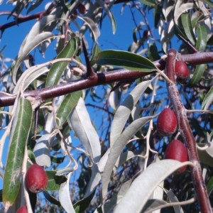 Photographie n°51228 du taxon Elaeagnus angustifolia L. [1753]