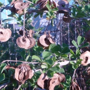 Photographie n°51230 du taxon Medicago arborea L. [1753]