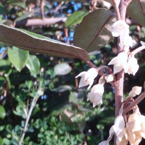 Photographie n°51231 du taxon Elaeagnus x ebbingei Door.