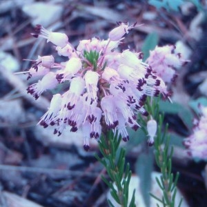 Photographie n°51235 du taxon Erica multiflora L. [1753]