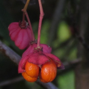 Photographie n°51261 du taxon Euonymus europaeus L. [1753]