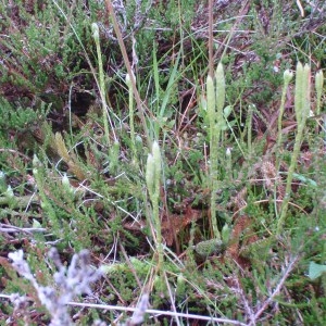 Photographie n°51273 du taxon Lycopodium clavatum L. [1753]