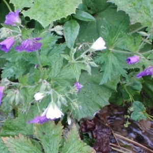 Photographie n°51275 du taxon Geranium sylvaticum L. [1753]