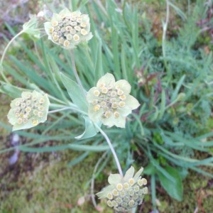 Photographie n°51276 du taxon Bupleurum stellatum L. [1753]