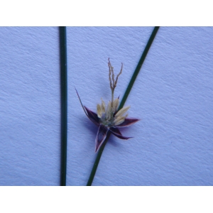 Juncus monanthos Jacq. (Jonc à une fleur)