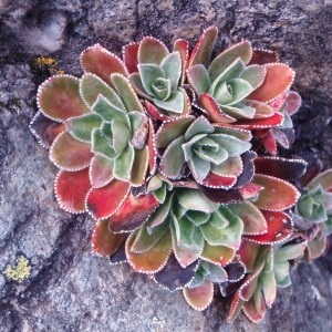 Photographie n°51286 du taxon Saxifraga cotyledon L. [1753]