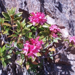 Photographie n°51291 du taxon Rhododendron ferrugineum L. [1753]