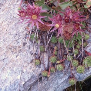 Photographie n°51292 du taxon Sempervivum montanum L. [1753]