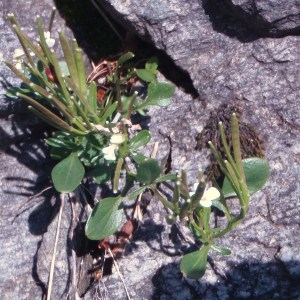 Photographie n°51294 du taxon Cardamine resedifolia L. [1753]