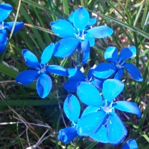 Photographie n°51297 du taxon Gentiana bavarica L. [1753]