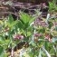  Genevieve Botti - Potentilla palustris (L.) Scop. [1771]