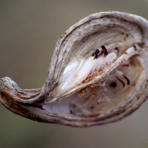 Photographie n°51315 du taxon Araujia sericifera Brot. [1818]