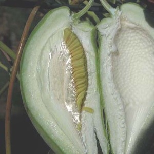 Photographie n°51316 du taxon Araujia sericifera Brot. [1818]