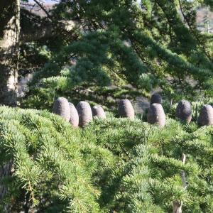 Photographie n°51325 du taxon Cedrus atlantica (Manetti ex Endl.) Carrière [1855]