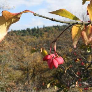 Photographie n°51326 du taxon Euonymus europaeus L. [1753]