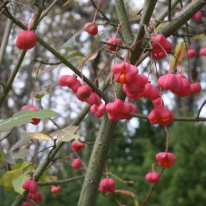 Photographie n°51327 du taxon Euonymus europaeus L. [1753]